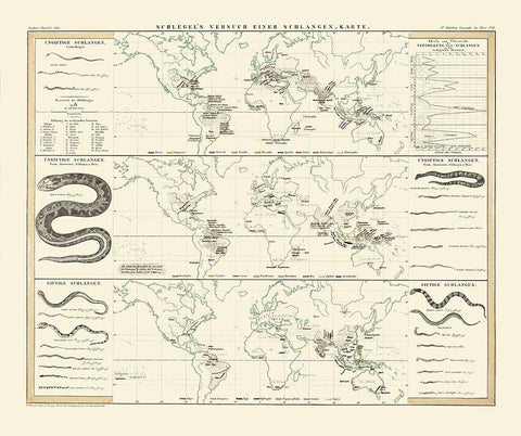 World Snakes - Berghaus White Modern Wood Framed Art Print with Double Matting by Berghaus