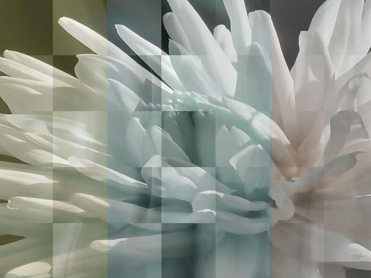 Image Only