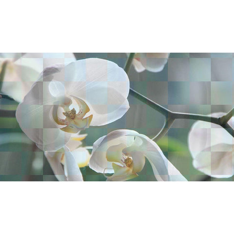 Checkered Orchid White Modern Wood Framed Art Print by Bartola