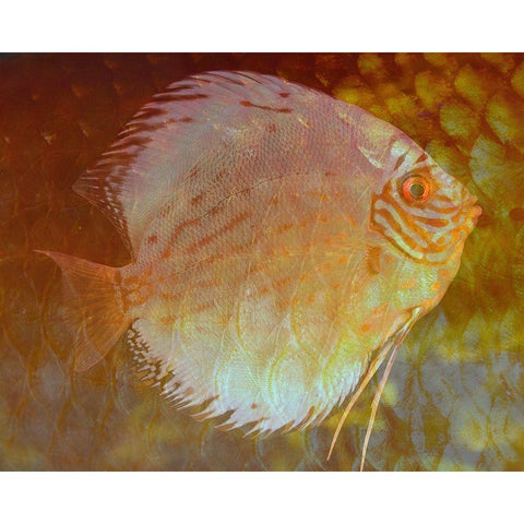 Discus I Gold Ornate Wood Framed Art Print with Double Matting by Bartola