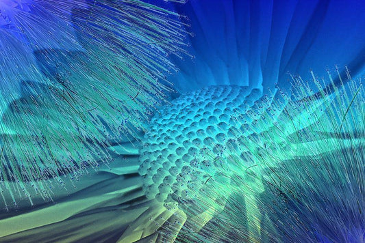 Image Only