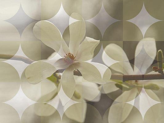 Image Only