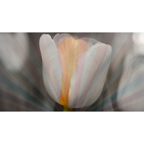 Tulip Surprise White Modern Wood Framed Art Print by Bartola