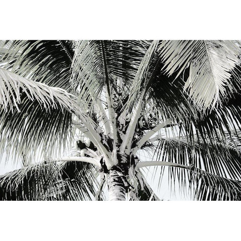 Neutral Palm I Black Modern Wood Framed Art Print with Double Matting by Franklin