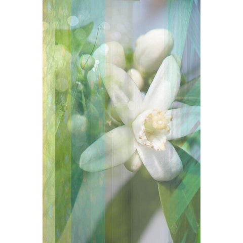 Orange Blossom White Modern Wood Framed Art Print by Franklin