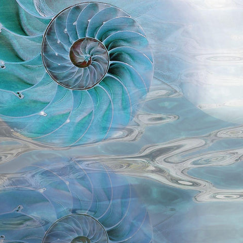 Nautilus Reflection I White Modern Wood Framed Art Print with Double Matting by Franklin