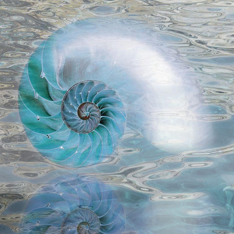 Nautilus Reflection II White Modern Wood Framed Art Print by Franklin