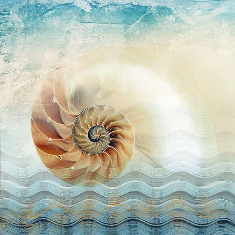 Nautilus White Modern Wood Framed Art Print with Double Matting by Franklin