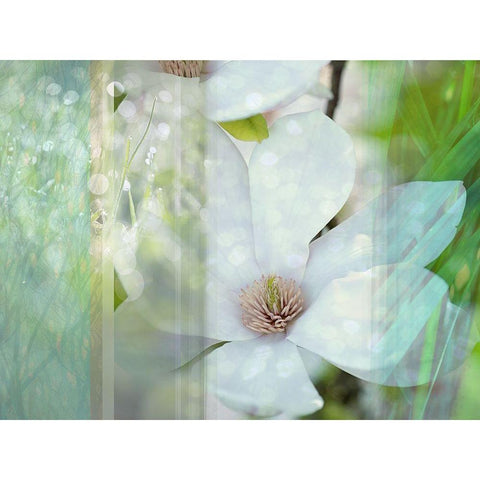 Magnolia Mist Black Modern Wood Framed Art Print with Double Matting by Franklin