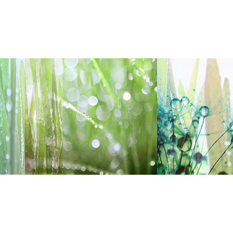 Morning Dew White Modern Wood Framed Art Print by Franklin