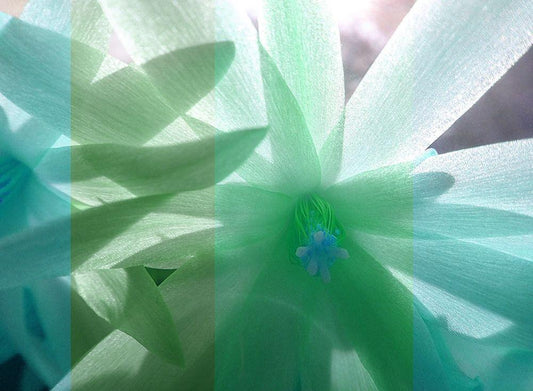 Image Only