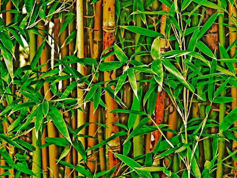 Bamboo in HD I White Modern Wood Framed Art Print with Double Matting by Simons