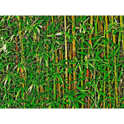 Bamboo in HD II White Modern Wood Framed Art Print by Simons