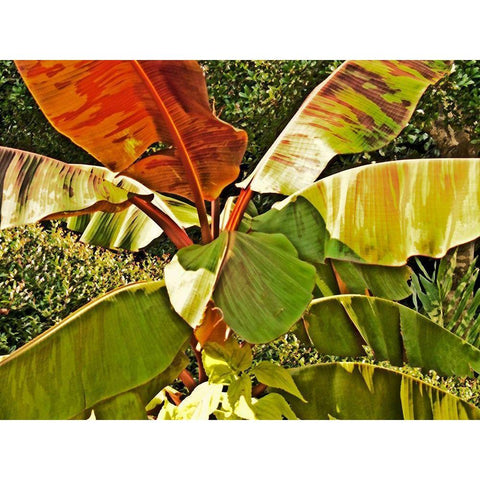 Banana Tree Gold Ornate Wood Framed Art Print with Double Matting by Simons