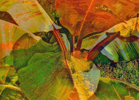 Image Only
