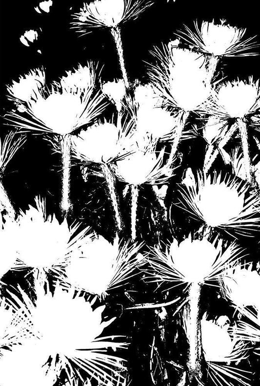 Image Only