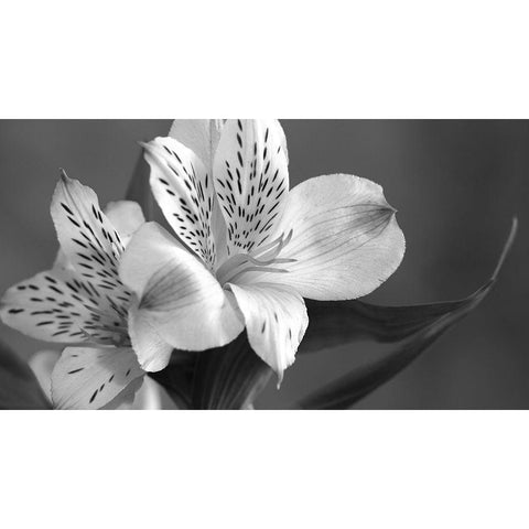 Lily in Black and White Black Modern Wood Framed Art Print with Double Matting by Simons