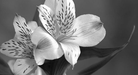 Lily in Black and White White Modern Wood Framed Art Print with Double Matting by Simons