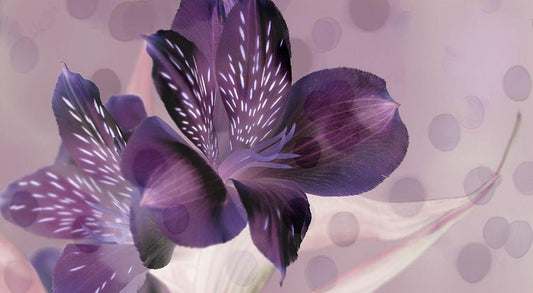 Image Only