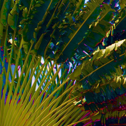 Image Only