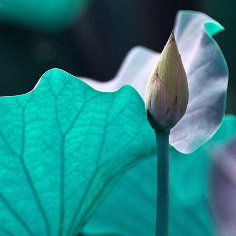 Renu Gold Ornate Wood Framed Art Print with Double Matting by Simons