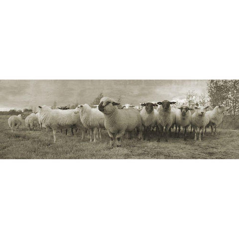 Pasture Graze 2 White Modern Wood Framed Art Print by Phillip, Jamie