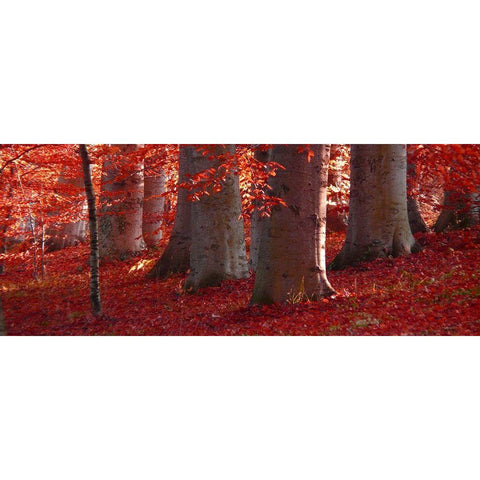 Forrest Red Black Modern Wood Framed Art Print with Double Matting by Phillip, Jamie