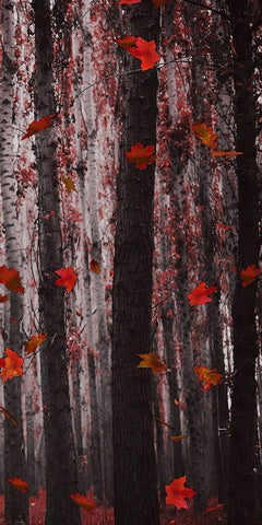 Red Wood White Modern Wood Framed Art Print with Double Matting by Phillip, Jamie