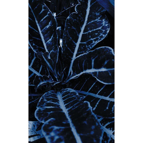 Tropics 1 Black Modern Wood Framed Art Print with Double Matting by Phillip, Jamie