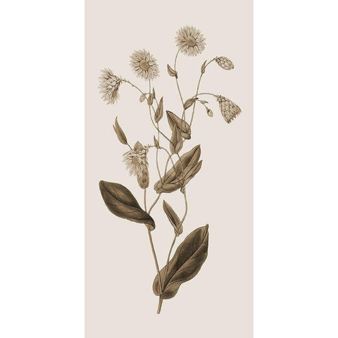 Toned Botanical White Modern Wood Framed Art Print by Phillip, Jamie