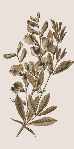 Toned Botanical 2 Black Ornate Wood Framed Art Print with Double Matting by Phillip, Jamie