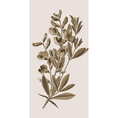 Toned Botanical 2 Gold Ornate Wood Framed Art Print with Double Matting by Phillip, Jamie