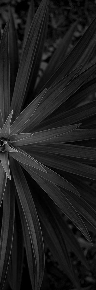 Image Only