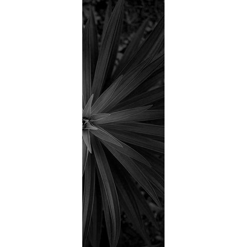 Lush 2 Black Modern Wood Framed Art Print with Double Matting by Phillip, Jamie