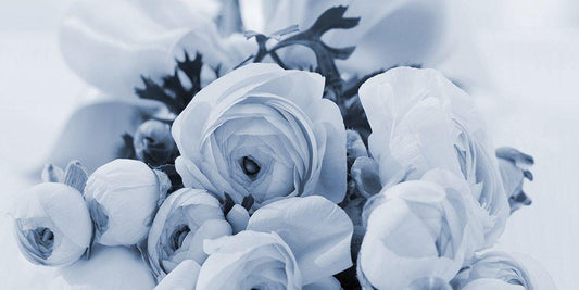 Image Only