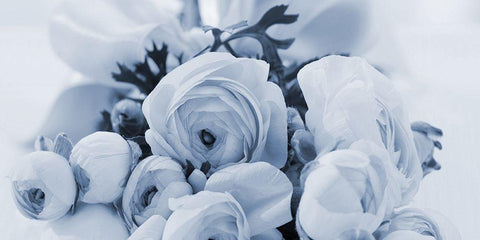 Blue Rose Garden Black Ornate Wood Framed Art Print with Double Matting by Phillip, Jamie