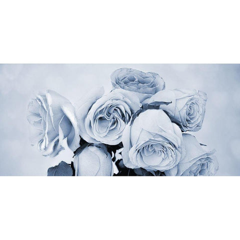 Soft Blue Rose Garden Black Modern Wood Framed Art Print with Double Matting by Phillip, Jamie