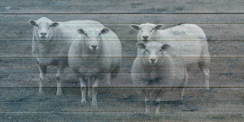 Sheepish 1 Black Ornate Wood Framed Art Print with Double Matting by Phillip, Jamie