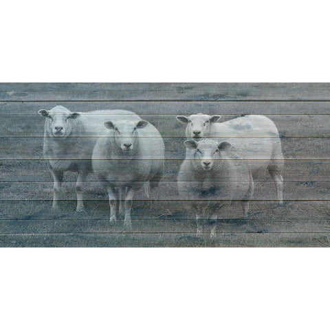 Sheepish 1 Gold Ornate Wood Framed Art Print with Double Matting by Phillip, Jamie