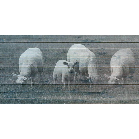 Sheepish 2 Black Modern Wood Framed Art Print by Phillip, Jamie