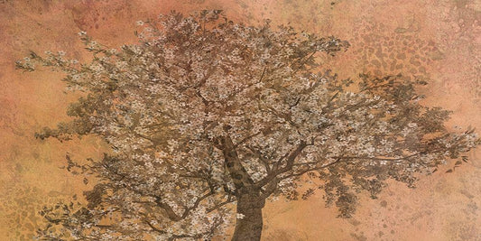 Image Only