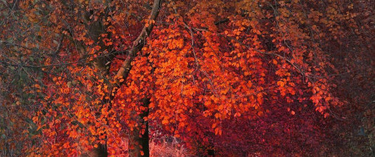 Image Only