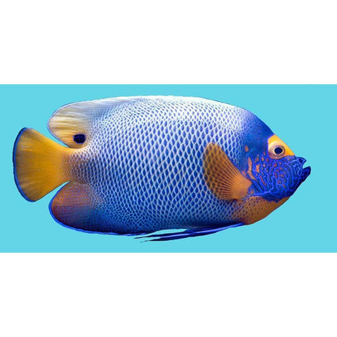 Parrot Fish White Modern Wood Framed Art Print by Phillip, Jamie