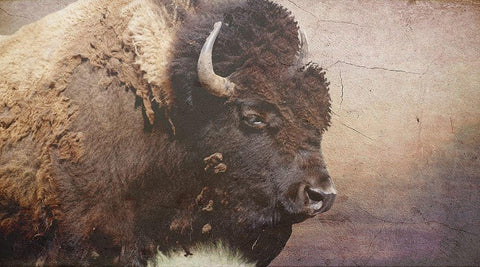 Wild Bison Black Ornate Wood Framed Art Print with Double Matting by Phillip, Jamie