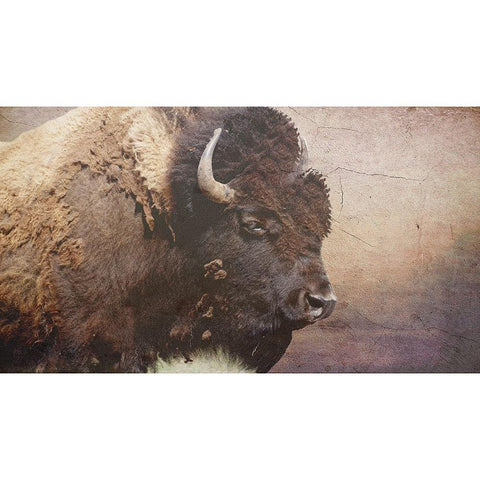 Wild Bison Gold Ornate Wood Framed Art Print with Double Matting by Phillip, Jamie