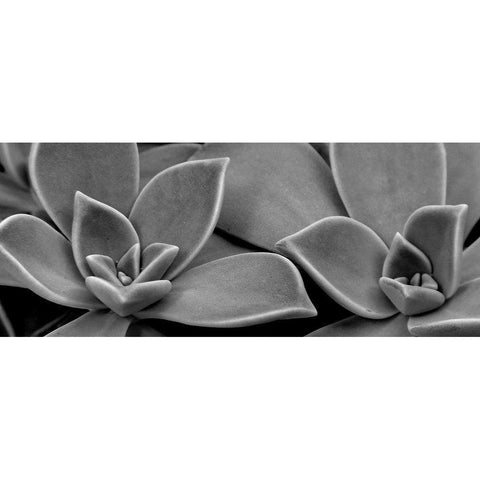 Succulent 1 Black Modern Wood Framed Art Print with Double Matting by Phillip, Jamie
