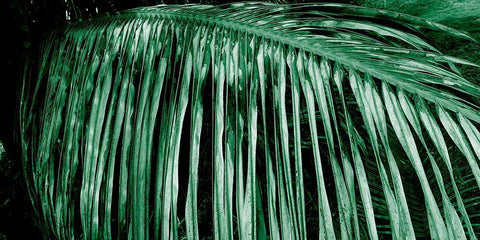 Palm Branch White Modern Wood Framed Art Print with Double Matting by Phillip, Jamie