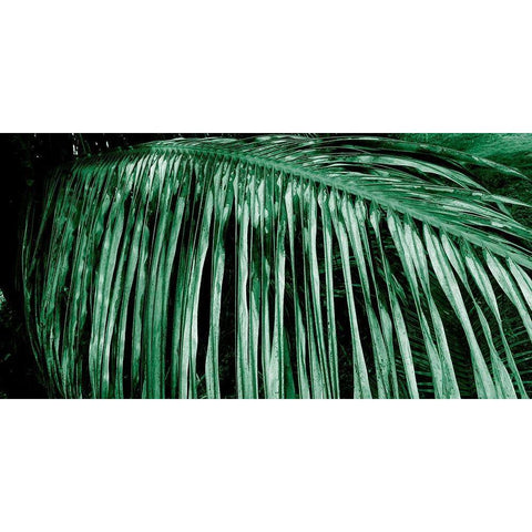 Palm Branch White Modern Wood Framed Art Print by Phillip, Jamie