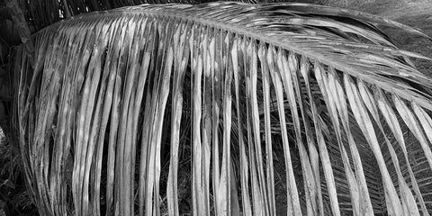 Palm Branch 2 White Modern Wood Framed Art Print with Double Matting by Phillip, Jamie