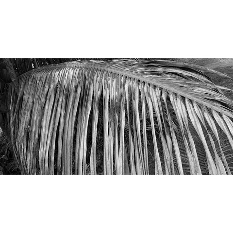 Palm Branch 2 Black Modern Wood Framed Art Print by Phillip, Jamie